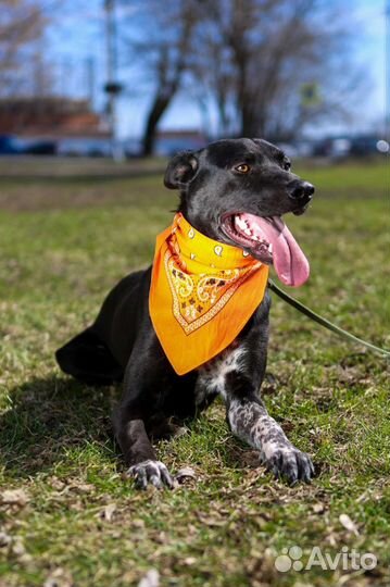 Витас, собака из приюта Некрасовка