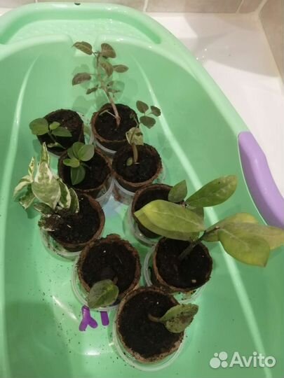 Комнатные растения