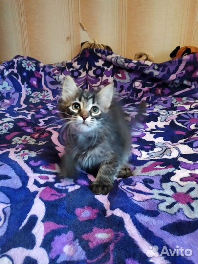 Котодевочка в хорошие руки