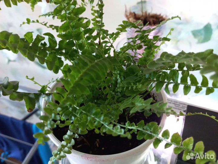 Нефролеписы