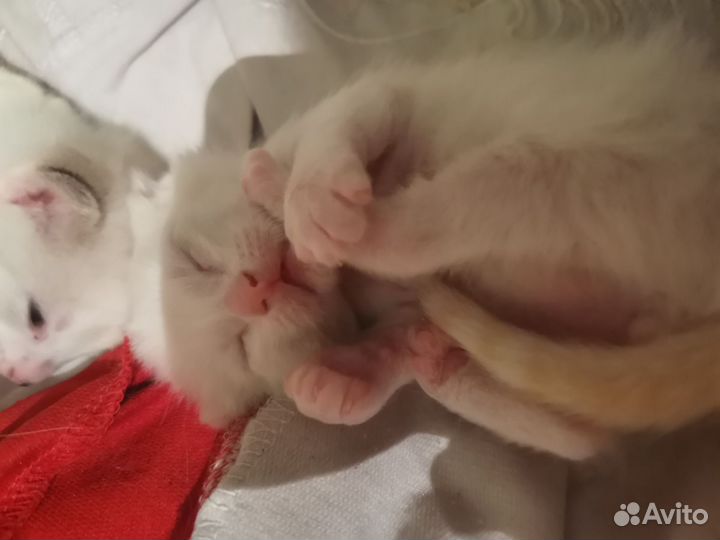 Котенок 1 месяц
