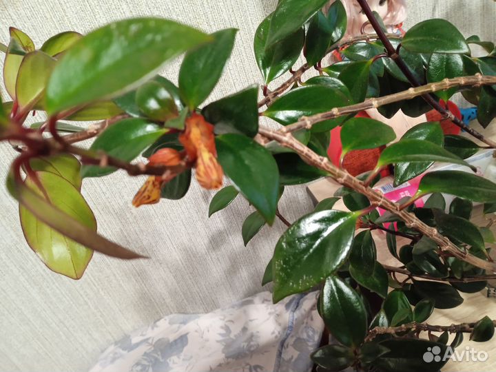 Нематантус (Гипоцирта)