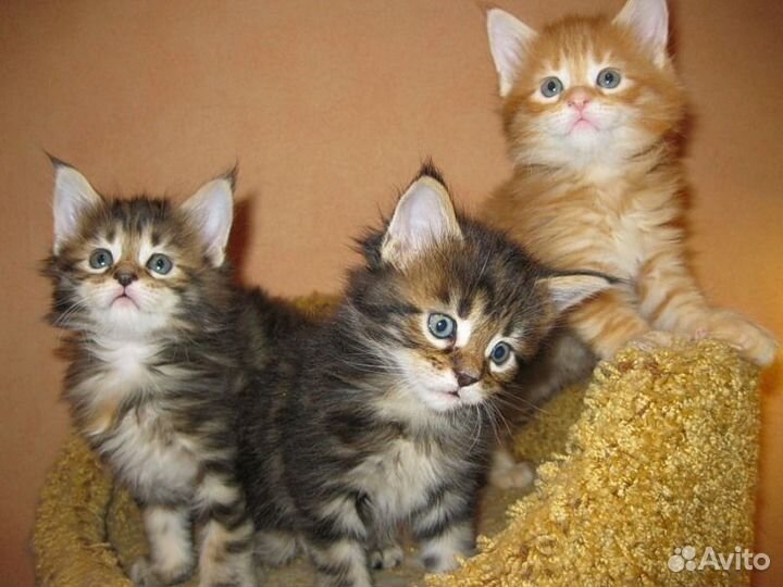 Домашние пушистики