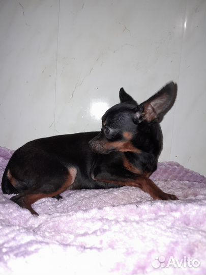 Той-терьер девочка