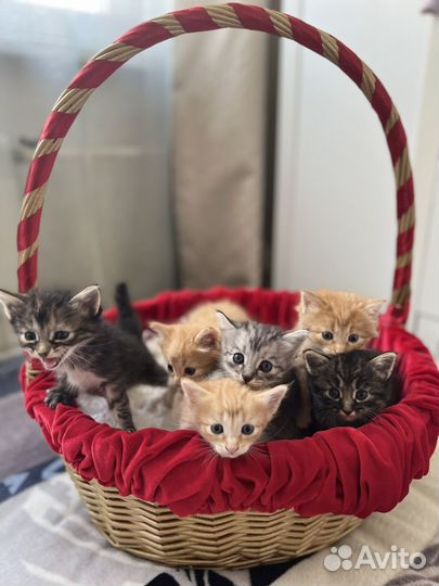 Пасхальные котята