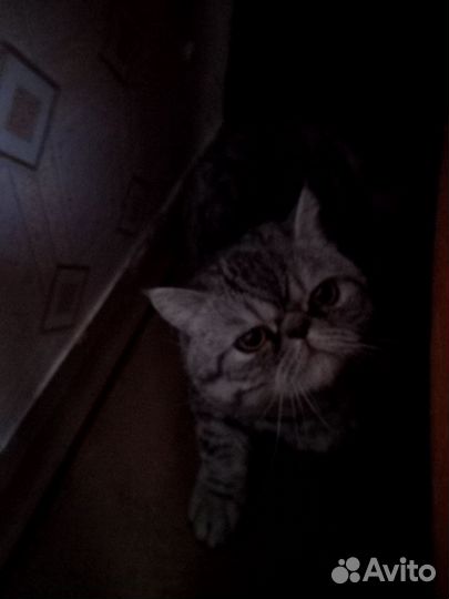 Персидский кот вязка