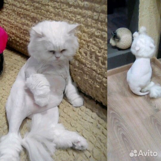 Стрижка кошек и собак. Вычесывание,купание,окрашев