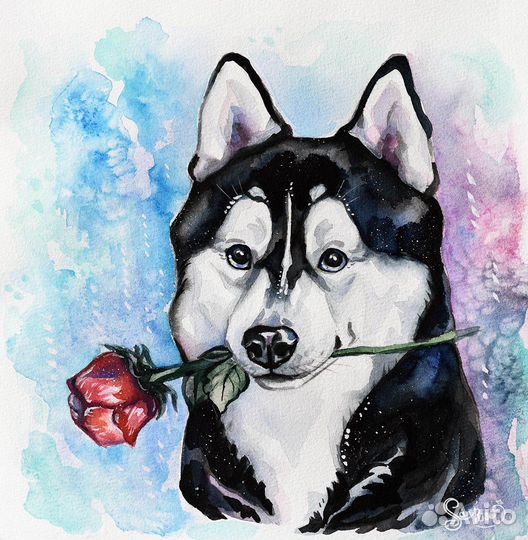 Портрет хаски