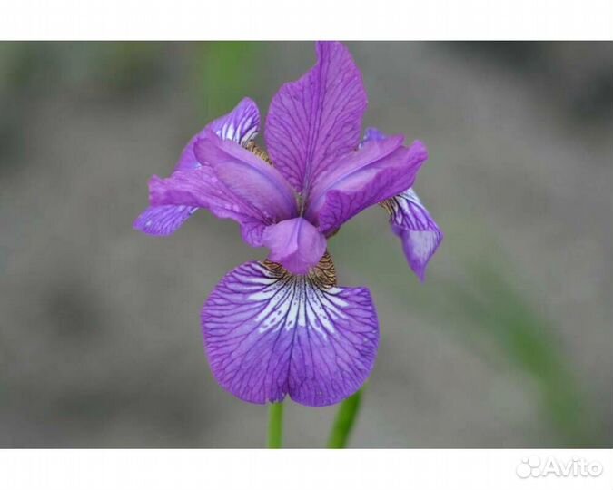 Ирис сибирский Ewen