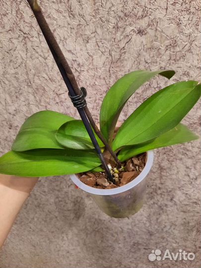 Орхидея фаленопсис