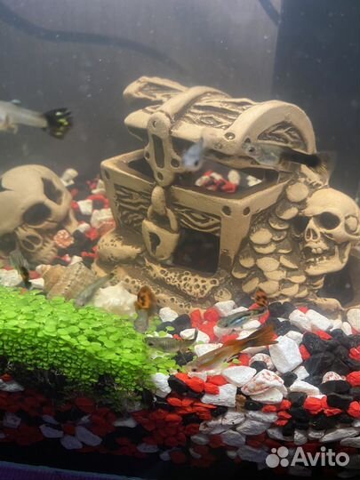 Рыбки гуппи разные. Бесплатно