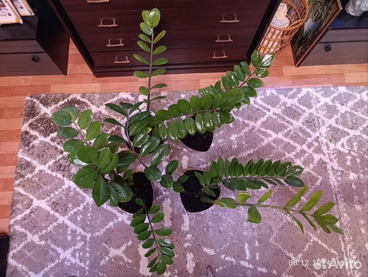 Замиокулькас