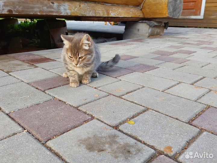 Котята ищут дом