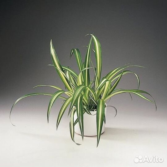 Хлорофитум (детки)