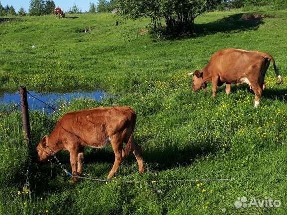 Корова,теленок
