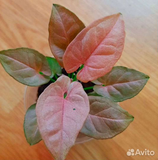 Сингониумы сортовые