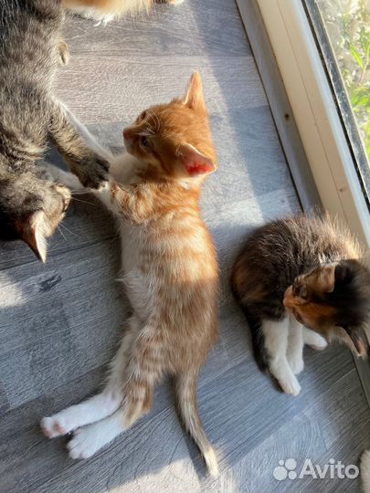 Котята в добрые руки