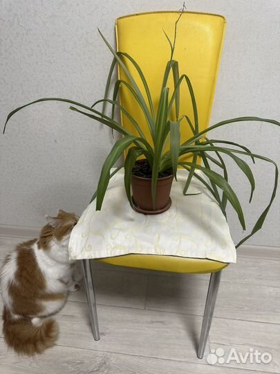 Хлорофитум