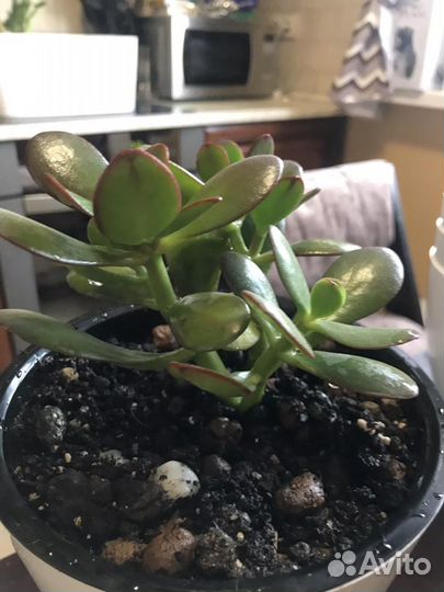 Суккуленты