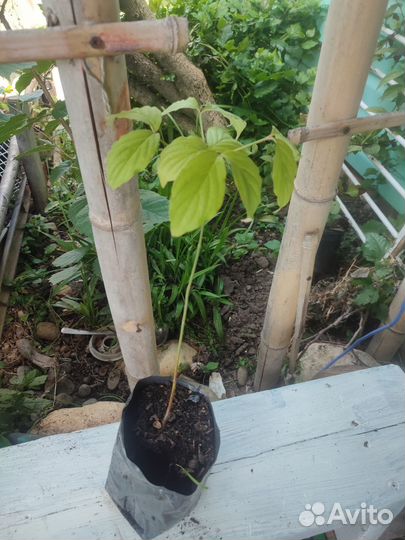 Дерен цветущий/Циноксилон цветущий/семена