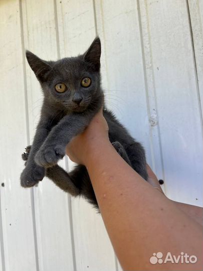 Прекрасные девушки ищут дом