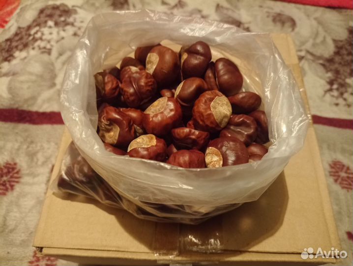Конский каштан