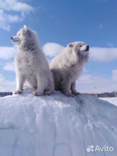 Самоедская лайка щенки