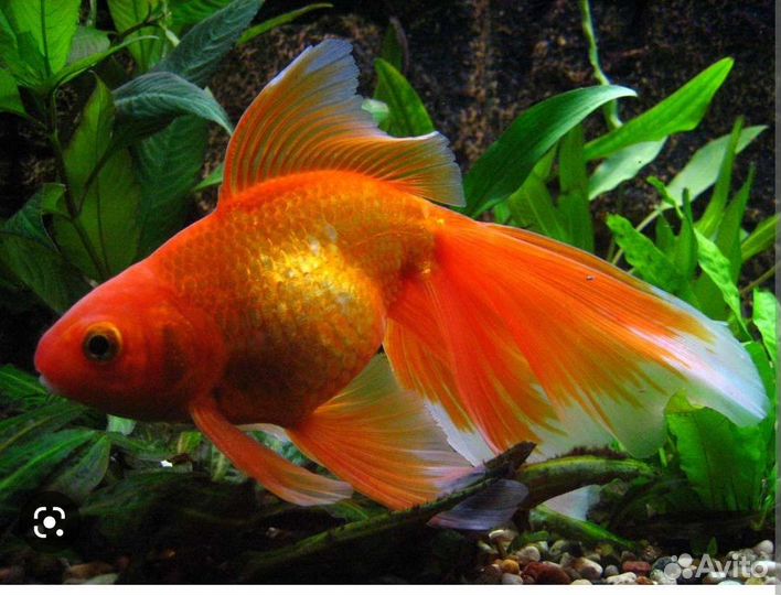 Золотые рыбки