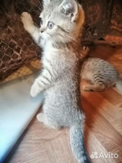 Шотландские золотые котята (тигрята)