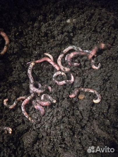 Черви дендробена