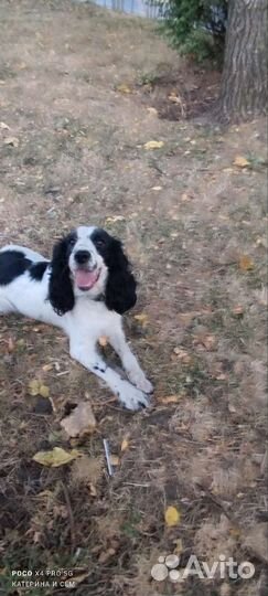 Русский спаниель