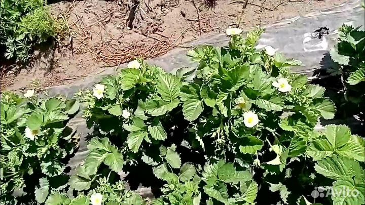 Рассада клубники разные сорта