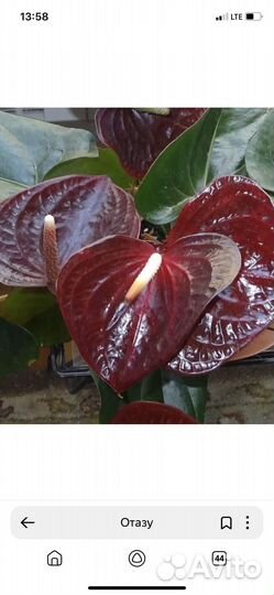 Антуриум отазу