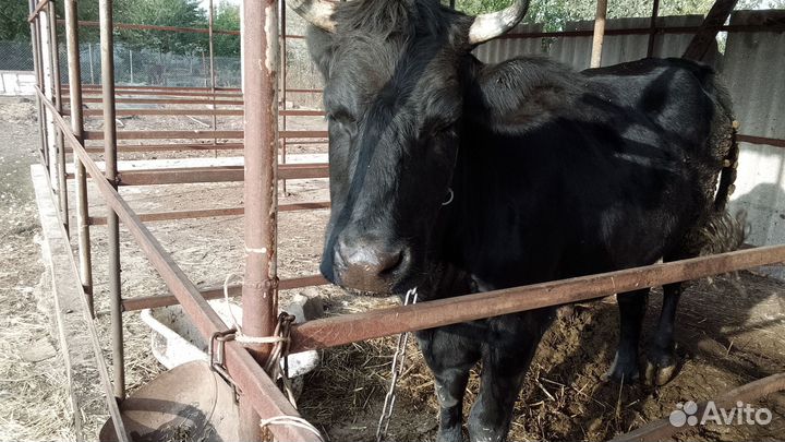 Корова стельная