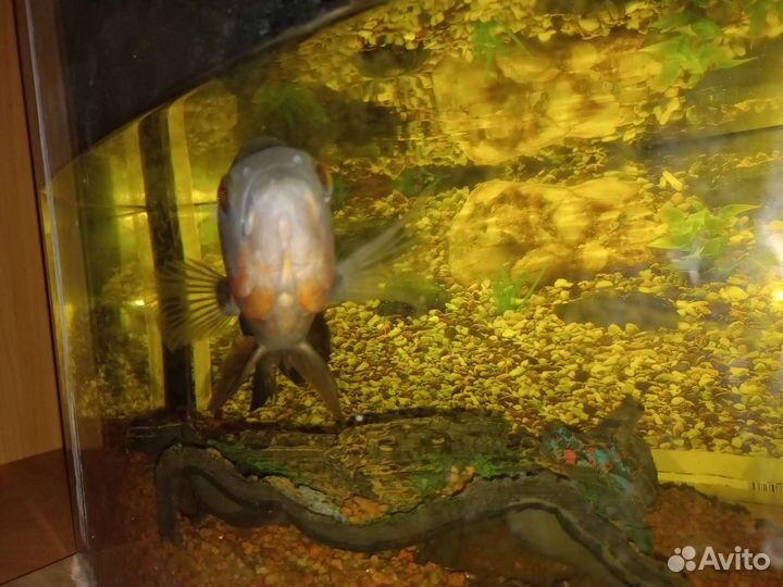 Астронотус