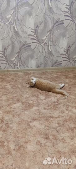 Отдам кота в добрые руки