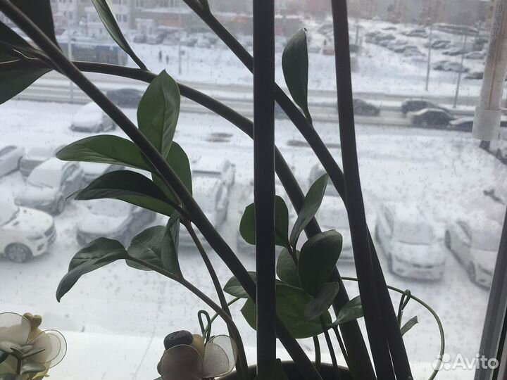 Замиокулькас