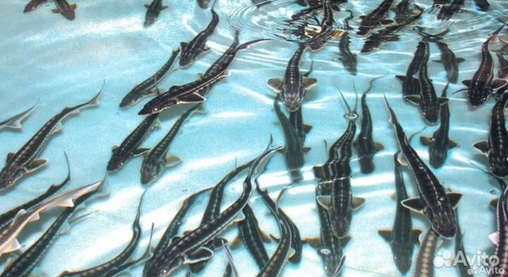 Подрощенные мальки рукал, ленки и бестера