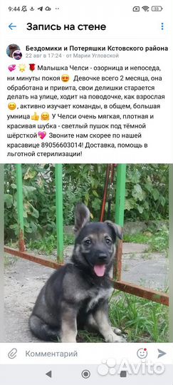 Щенок малышка Челси