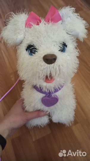 Собака на поводке