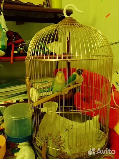 Попугай неразлучники с клеткой