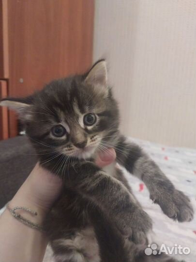 Котята
