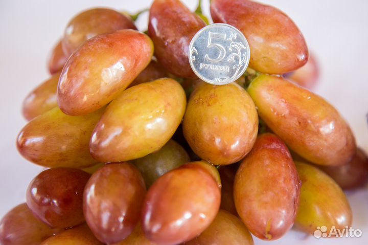 Саженцы винограда, черенки