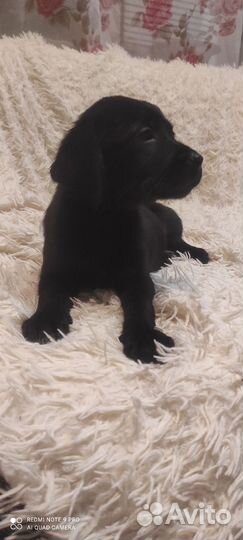 Щенки лабрадора