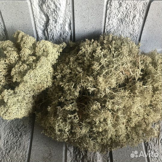 Мох Ягель натуральный для террариумов