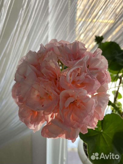 Пеларгония герань сортовая