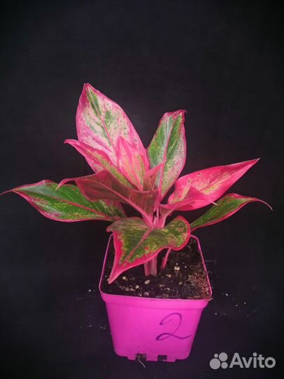 Аглаонема Крит флейм высота растений 15-25