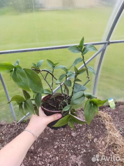 Традесканция, сансевиерия