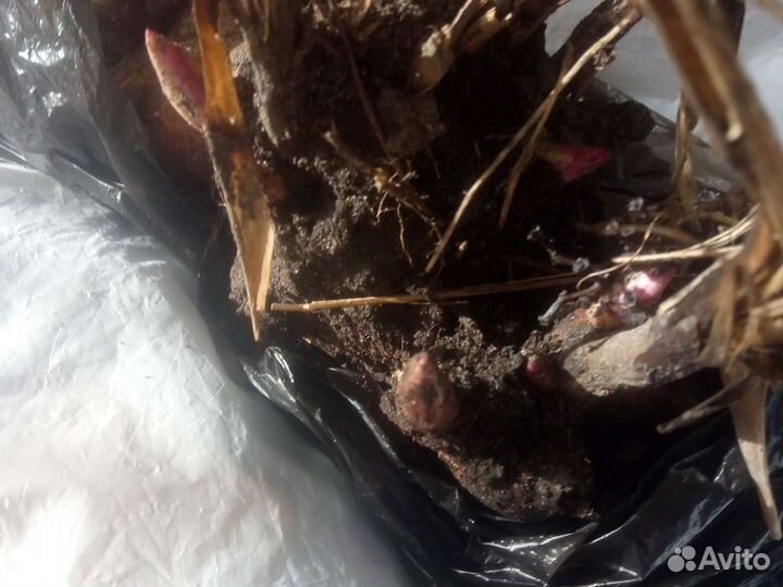 Пионы розовее Сара Бернар голландия