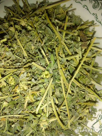 Якорцы стелющиеся резанные